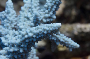 Mercan kırmızı deniz kapalı Sharm El Sheikh, Mısır üzerinde mavi Acropora Hemprichii mercan