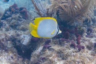Spotfin Butterflyfish on Coral Reef off Duck Key, Florida Keys, Florida clipart