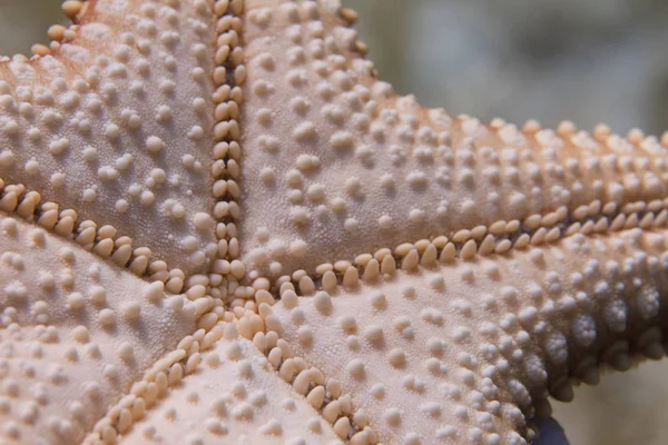 Bottom Side Red Cushion Sea Star Starfish Coral Reef Long — Stock Photo, Image