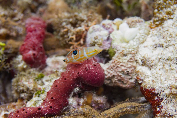 Puddingwife Wrasse mercan ördek Key, Florida Keys, Florida kapalı üzerinde