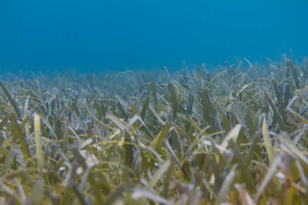 Turtlegrass Seagrass Coral Reef Marathon Florida Keys Florida — Foto de Stock