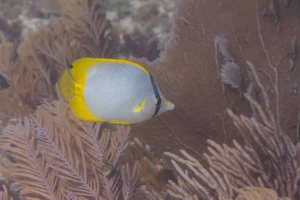 Spotfin Butterflyfish Korallrev Utanför Marathon Florida Keys Florida — Stockfoto