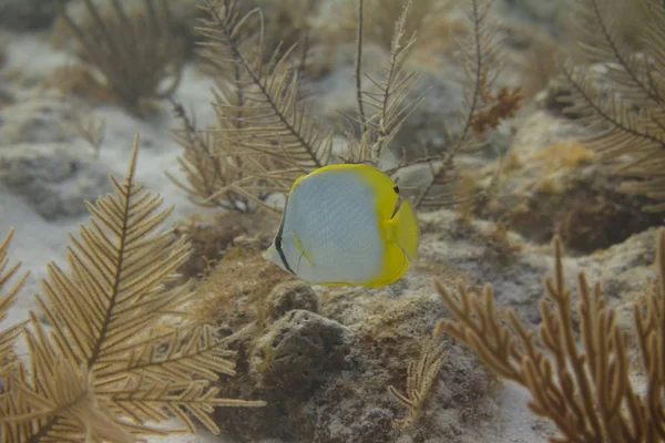 Spotfin Butterflyfish Coral Reef Marathon Florida Keys Florida — Stok Foto