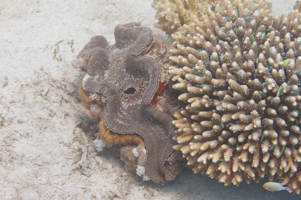 Amêijoa Gigante Canelada Tridacna Squamosa Lado Acropora Humilis Coral Com — Fotografia de Stock