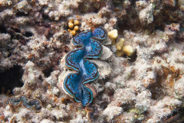 Mavi Maxima midye (Tridacna maxima) mercan Dahab, Mısır kapalı Red Sea'deki/daki üzerinde