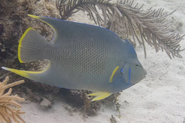 Ange Bleu Sur Récif Corallien Large Duck Key Florida Keys — Photo