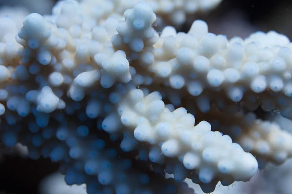 Corallo Blu Acropora Hemprichii Sulla Barriera Corallina Nel Mar Rosso — Foto Stock