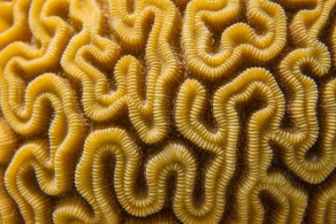 Grooved Beyin Mercan Desen Closeup