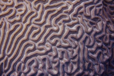 Closeup of Boulder Brain Coral Pattern clipart