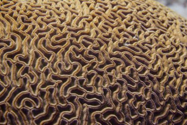 Closeup of Boulder Brain Coral Pattern clipart