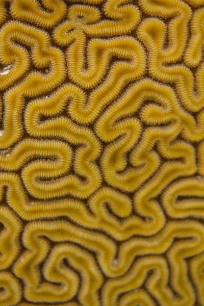 Primer plano del patrón de coral cerebral ranurado — Foto de Stock