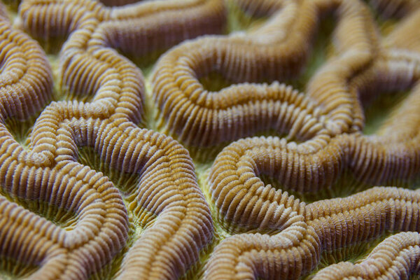 Closeup of Boulder Brain Coral Pattern