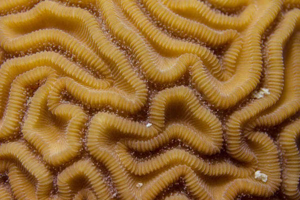 Primer plano del patrón de coral cerebral ranurado — Foto de Stock