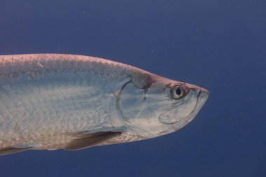 Mercan Resifi üzerinde Tarpon