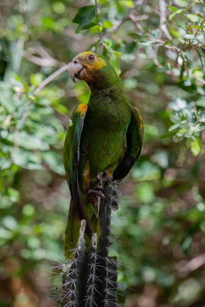 Sarı omuzlu amazon papağanı