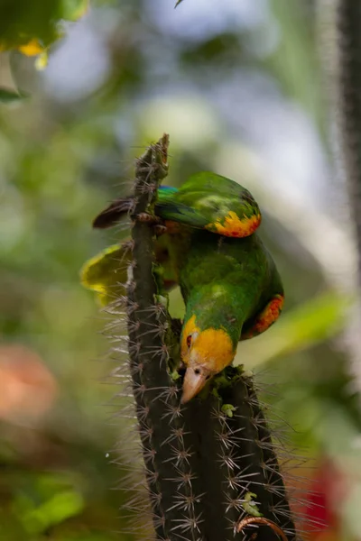 Gele schouders Amazonepapegaai — Stockfoto