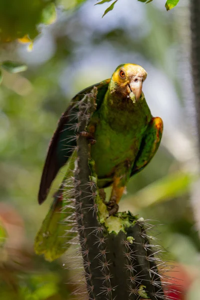 Papagaio-da-amazônia de ombros amarelos — Fotografia de Stock