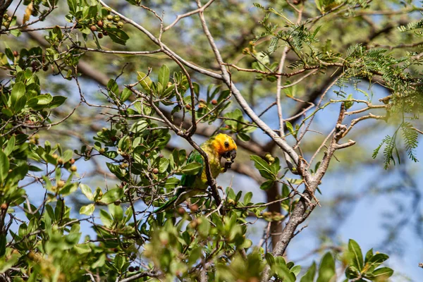 Periquito-de-garganta-castanha — Fotografia de Stock