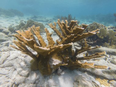 Kritik Tehlike Altındaki Elkhorn Mercan