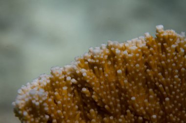 Kritik Tehlike Altındaki Elkhorn Mercan