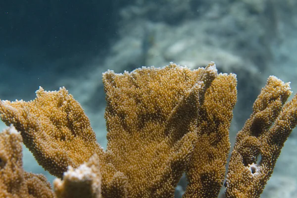 Elkhorn Coral criticamente ameaçado — Fotografia de Stock