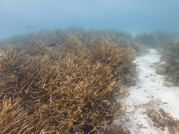 Coral Staghorn en peligro crítico — Foto de Stock