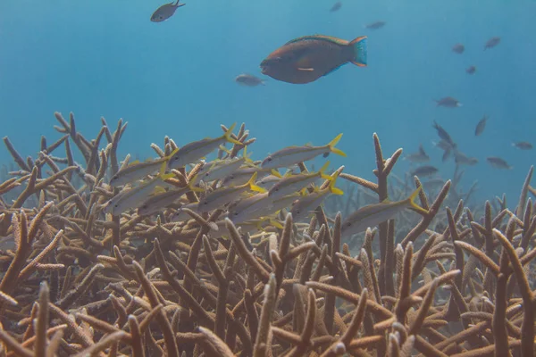 Cabra amarilla sobre Coral Staghorn en peligro crítico — Foto de Stock
