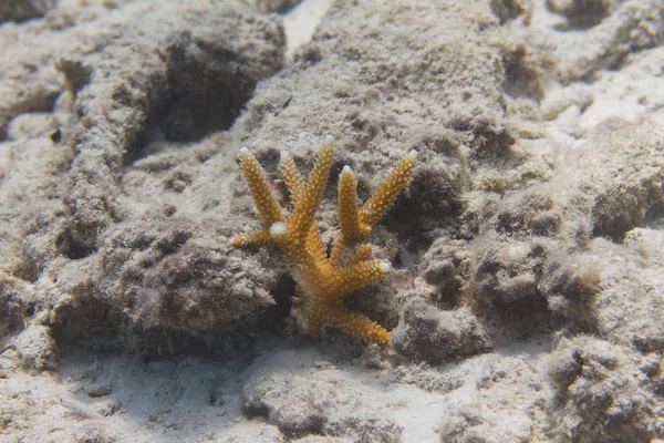 Corail de Staghorn en danger critique d'extinction — Photo