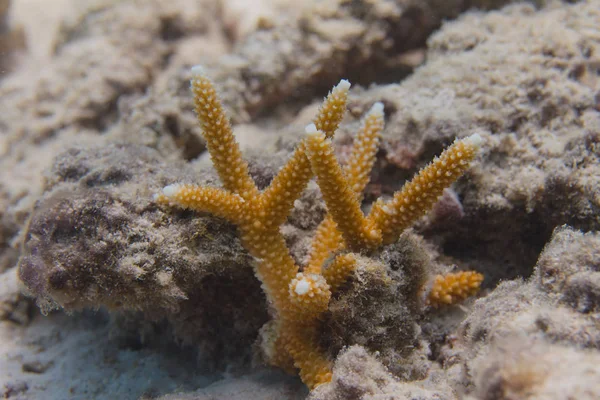 Ernstig bedreigde Staghorn koraal — Stockfoto