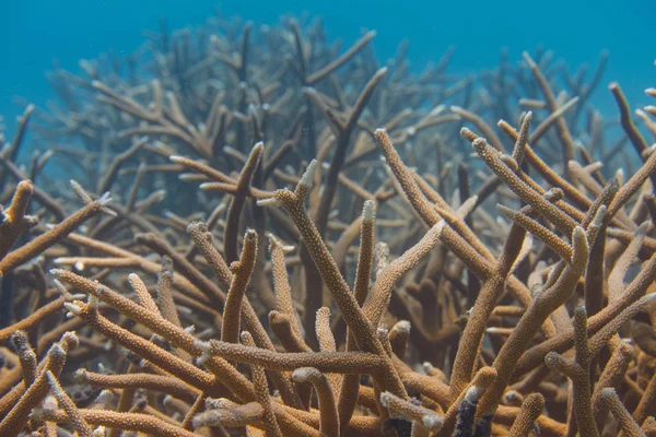 Coral Staghorn en peligro crítico — Foto de Stock
