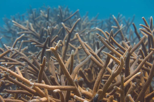 Coral Staghorn criticamente ameaçado — Fotografia de Stock