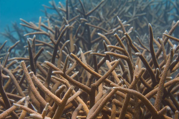 Coral Staghorn criticamente ameaçado — Fotografia de Stock