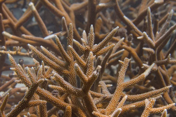 Coral Staghorn en peligro crítico —  Fotos de Stock