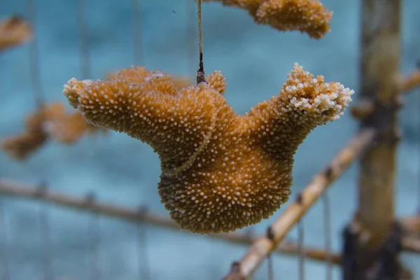 Critically Endangered Elkhorn Coral Being Farms — Foto de Stock