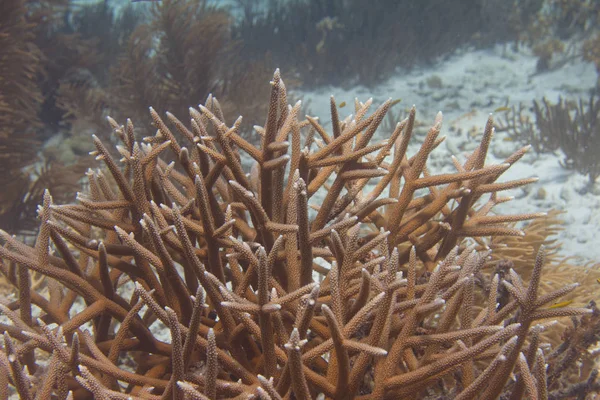 Coral Staghorn en peligro crítico — Foto de Stock