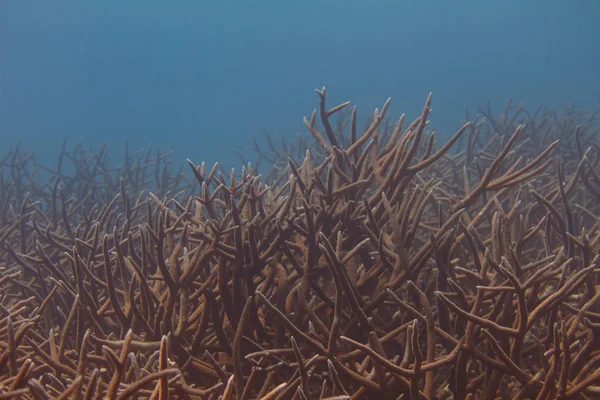 Kritik Tehlike Altındaki Staghorn Mercan — Stok fotoğraf