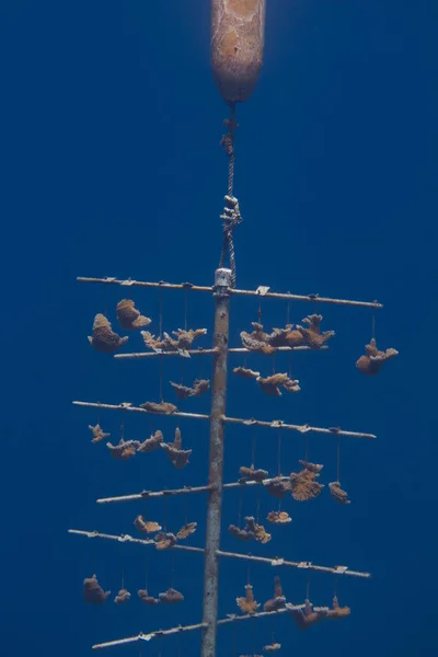 Criticamente ameaçada Elkhorn Coral sendo Farmed — Fotografia de Stock