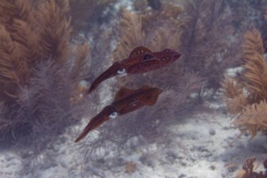 Caribbean Reef Squid clipart