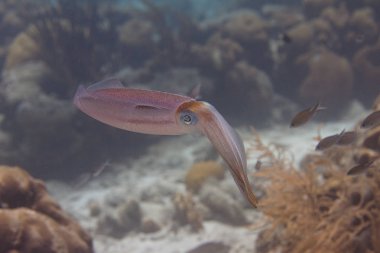 Caribbean Reef Squid clipart