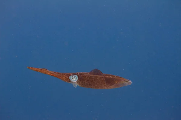 Caribbean Reef Squid — Stock Photo, Image