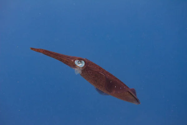 Karayip resif mürekkep balığı — Stok fotoğraf