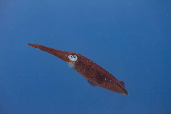 Caribbean Reef Squid — Stock Photo, Image