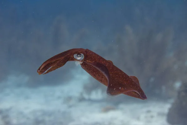 Karayip resif mürekkep balığı