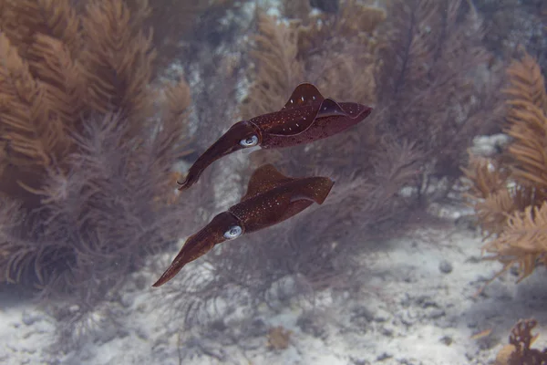 Calamar de arrecife del Caribe — Foto de Stock