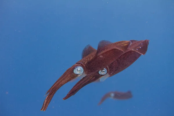 Caribbean Reef Squid — Stock Photo, Image