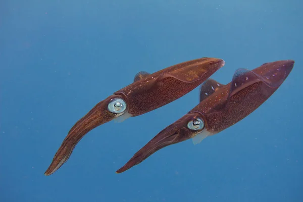 Calamari della barriera caraibica — Foto Stock