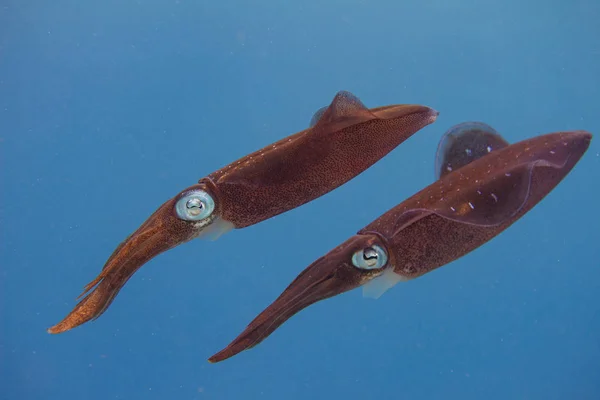 Caribbean Reef Squid — Stock Photo, Image