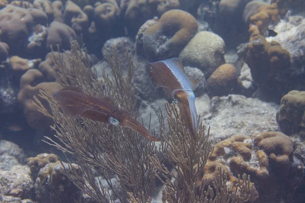 加勒比珊瑚礁鱿鱼 — 图库照片