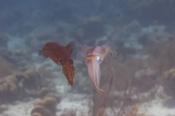 카리브 해 암초 오징어 — 스톡 사진