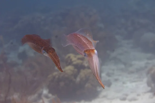 Caribbean Reef Squid — Stock Photo, Image